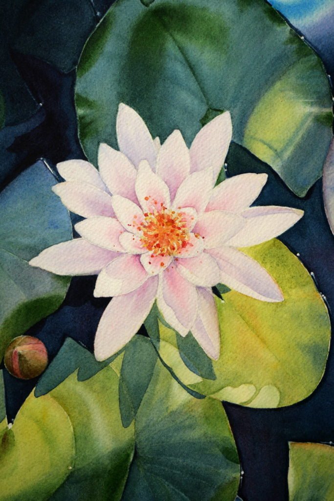 Waterlily – Tiny Pochi