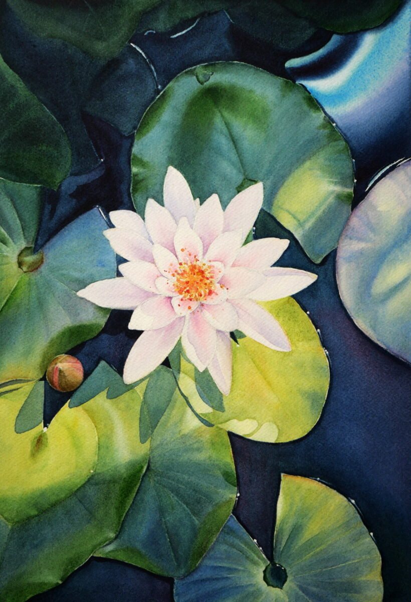 Waterlily - Print - Tinypochi