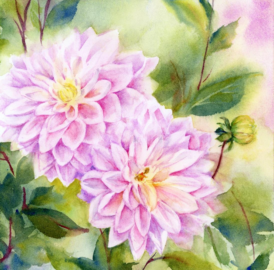 Dahlias - 1080