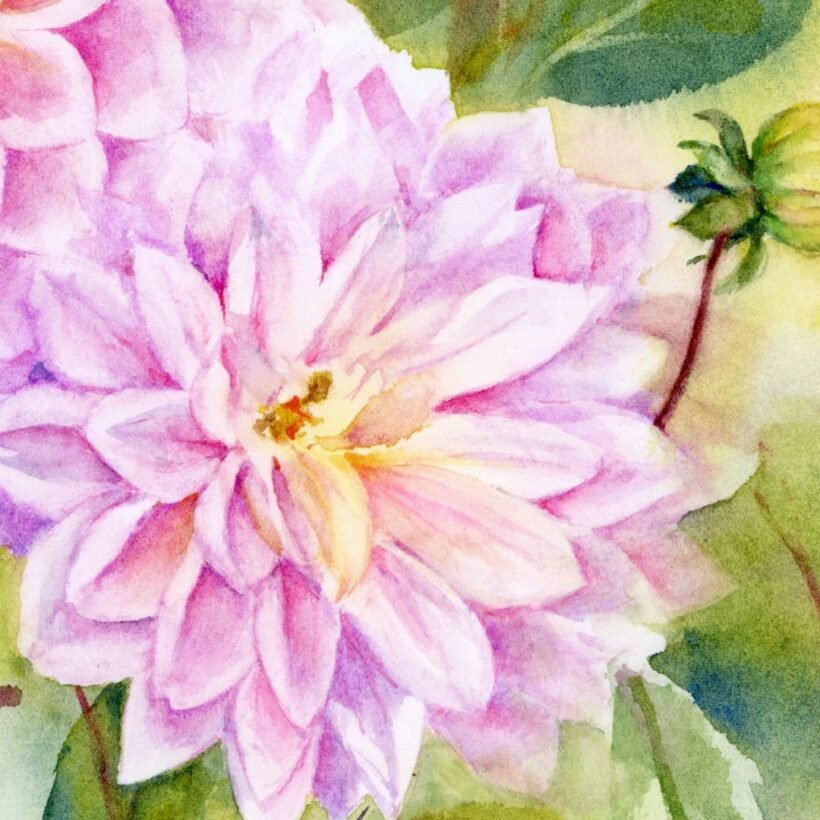 Dahlias - closeup - 1080